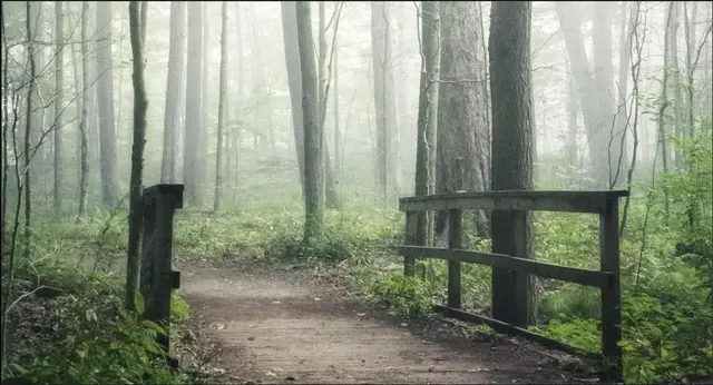 Rustig bospad met houten brug in de mist, symbool voor de reis van coaching